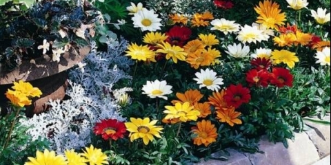 Kada posaditi gazaniju za sadnice